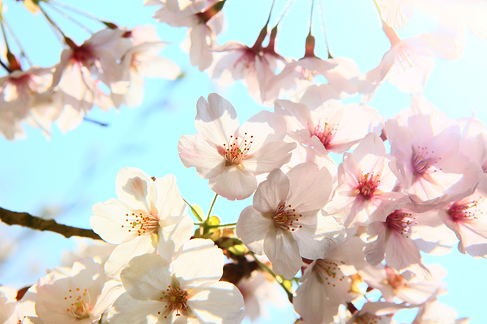 The Seeds of Forgiveness