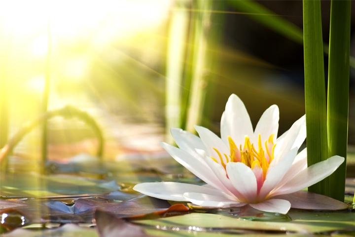 Meaning of the name Mynavati