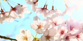 The Seeds of Forgiveness – Let them Sprout and Grow