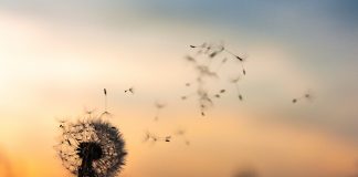 The Illusion of Need The Illusion of Need