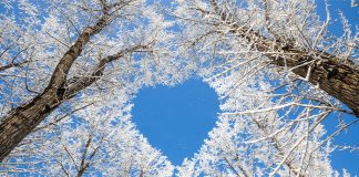 A Special Healing Tree for Christmas