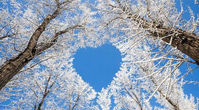 A Special Healing Tree for Christmas